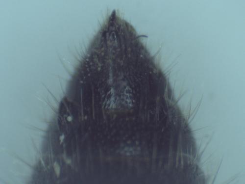 Pseudotiphia villosa